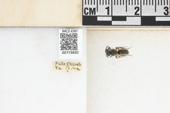 Media type: image;   Entomology 773835 Aspect: Labels
